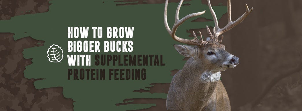 grow bigger bucks